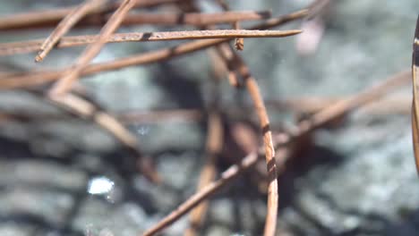 pine needles move about in the wind