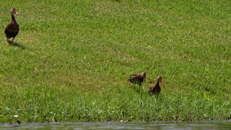 black bellied whistling ducks walk to a lake