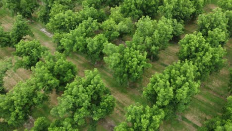 slow establishing shot of a large tree farm flourishing during summer