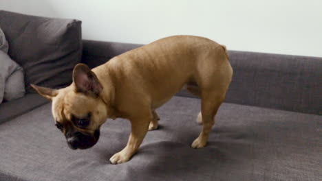 primer plano de cara de bulldog francés