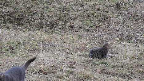 Two-domestic-young-cats-play-outside