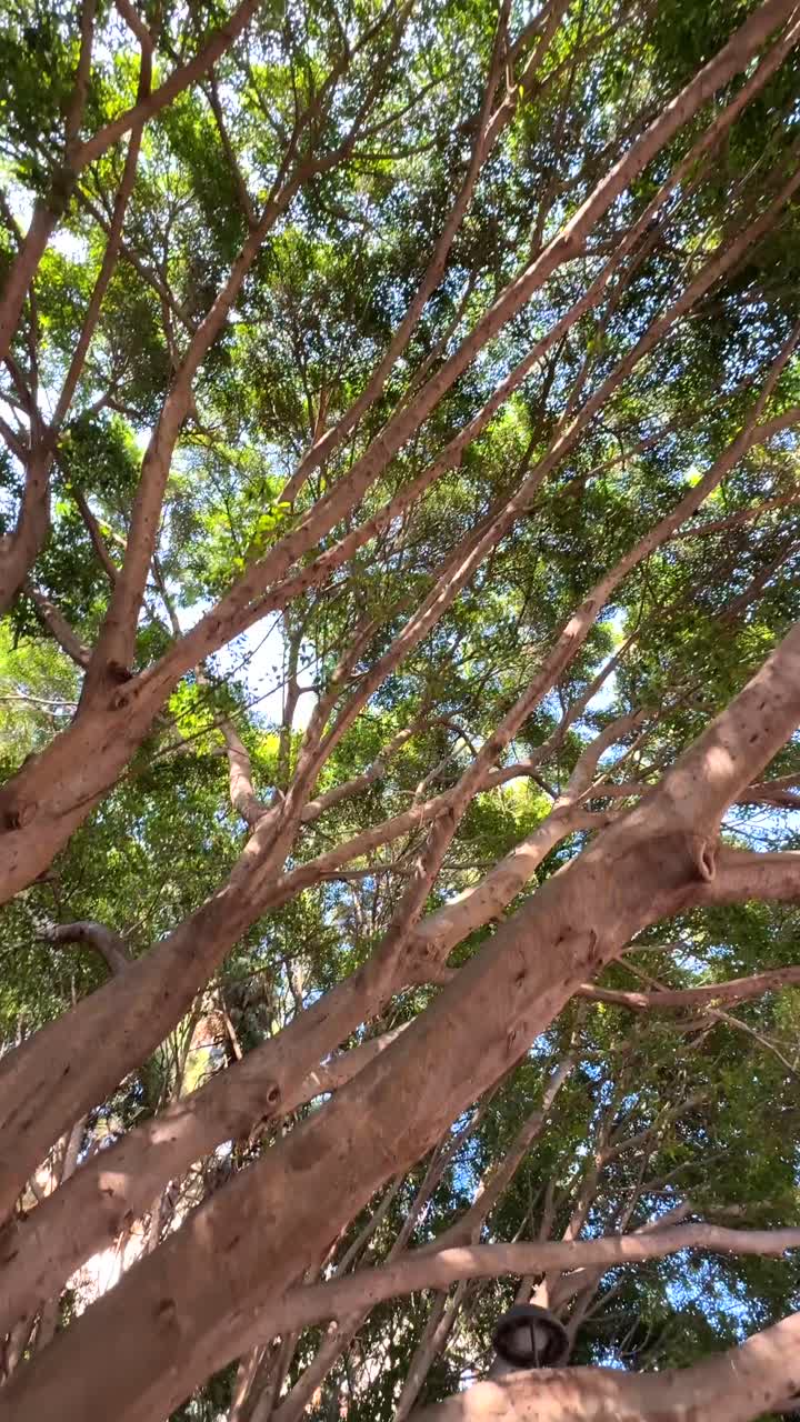 Tree Branches and Canopy