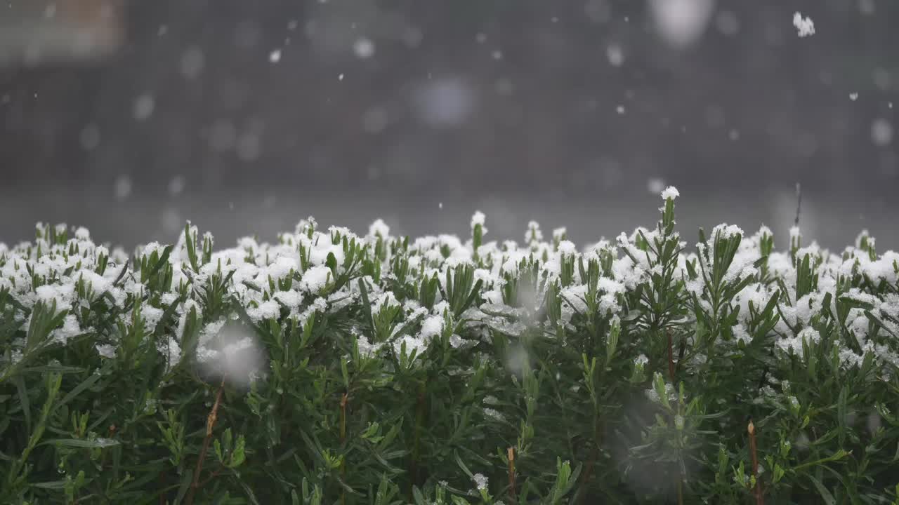 Neve che cade su piante verdi