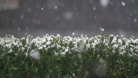 snow falling on green plants