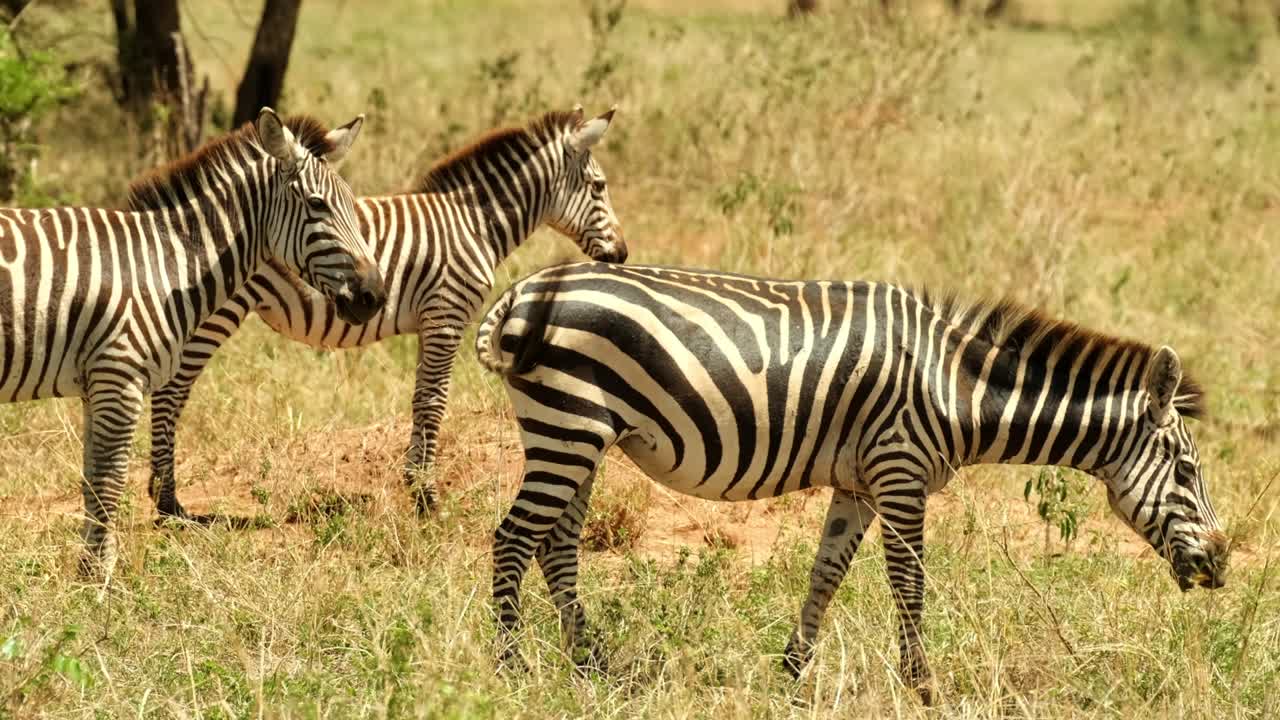 To zebraer holder vagt, mens et familiemedlem spiser roligt og sikkert