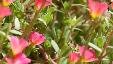 flores rosadas que crecen en el jardín. flores silvestres de color pastel en un césped de flores o prado verde. vegetación natural y flor botánica con fondo en bucle. patrón floral en flor. césped primaveral