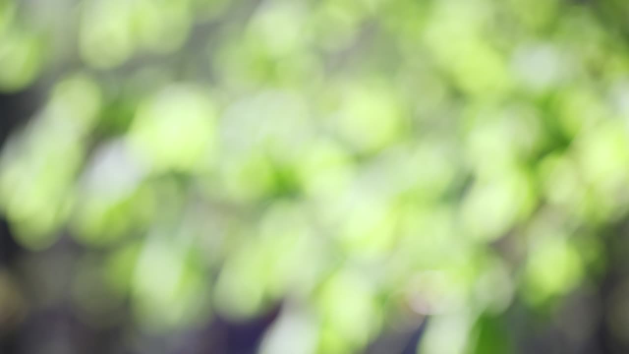 초록색 추상적인 흐릿한 자연 운동 보케 배경 잎자루를 통해 빛