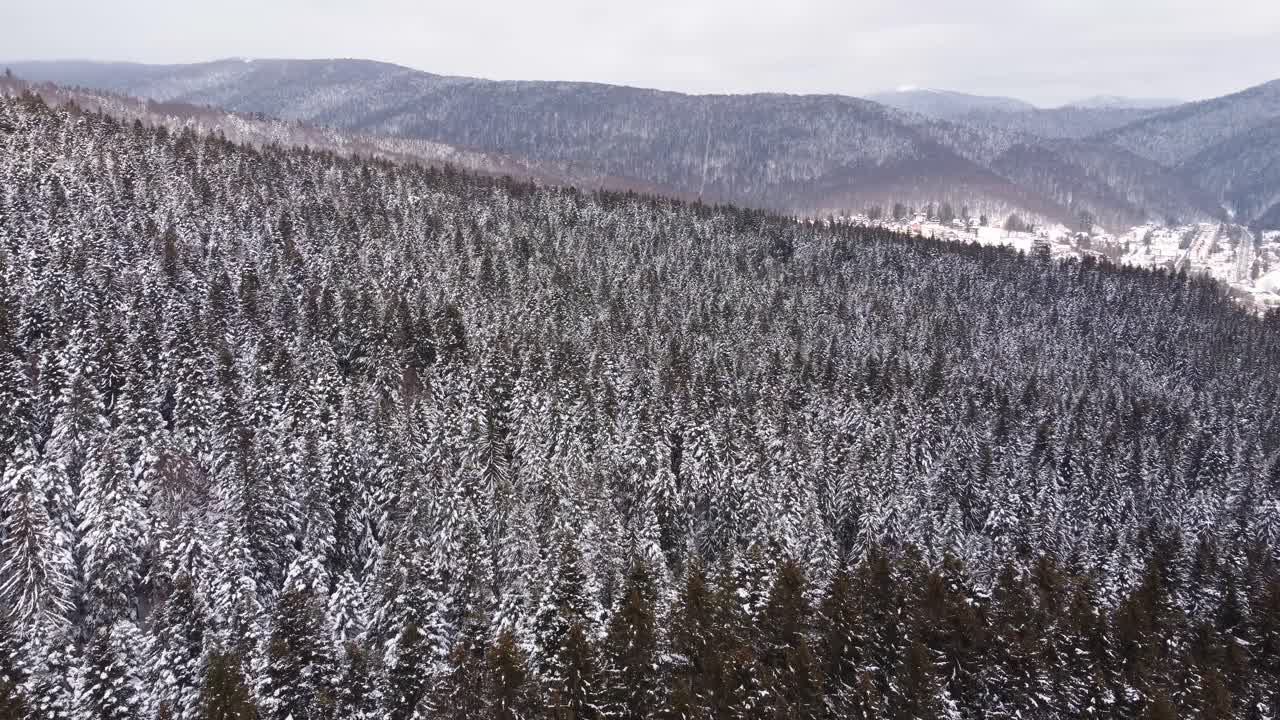 눈으로 덮인 소나무의 항공 영상