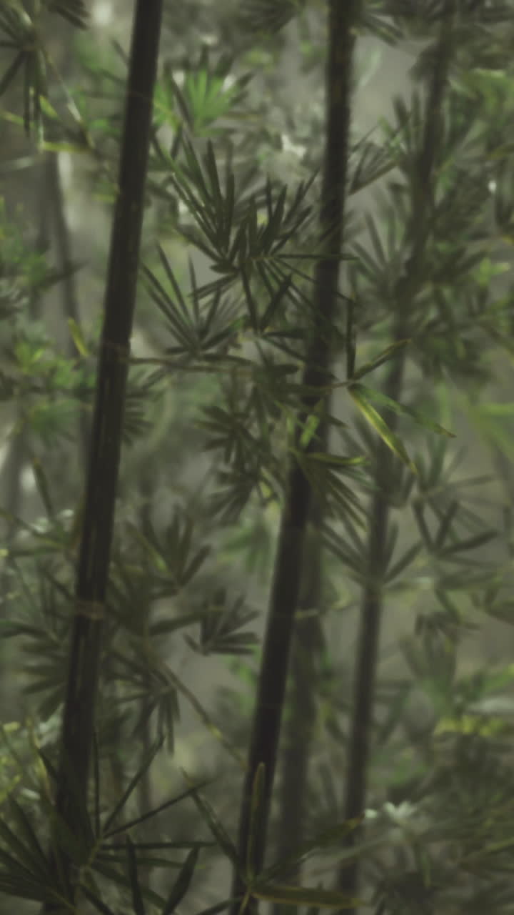 Lush green bamboo forest with mist creating an enchanting atmosphere