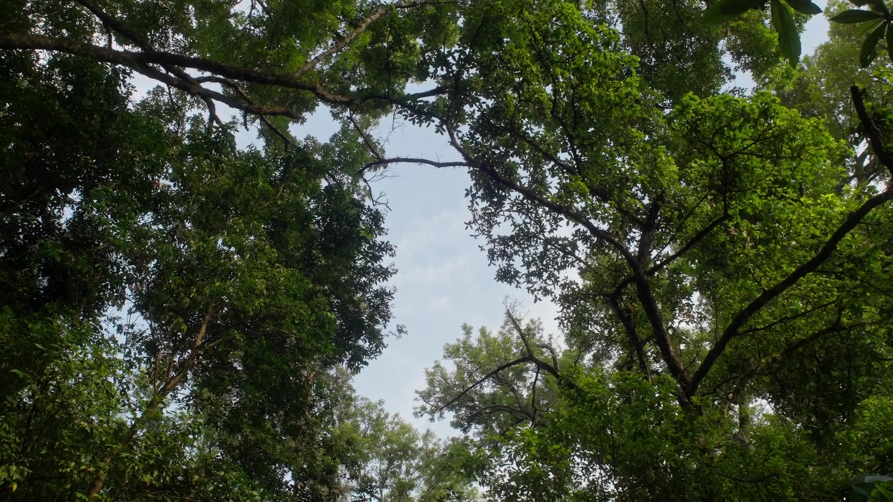 Lush tropical tree canopy viewed from below against a bright daytime sky