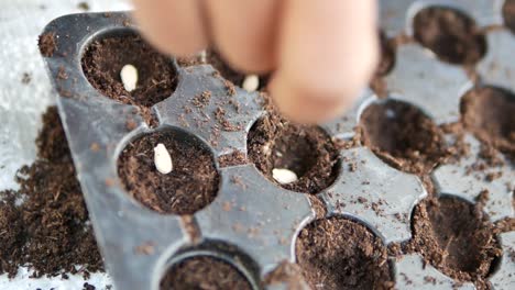 asian farmer adding seed into seeding tray, close up