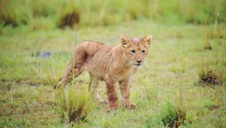 giovane cucciolo di leone che cammina attraverso la pianura selvaggia africana imparando a cacciare, fauna selvatica africana nella riserva nazionale di maasai mara, kenya, africa animali safari