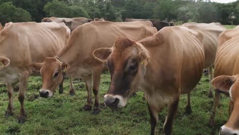 jersey cows standing in a paddock