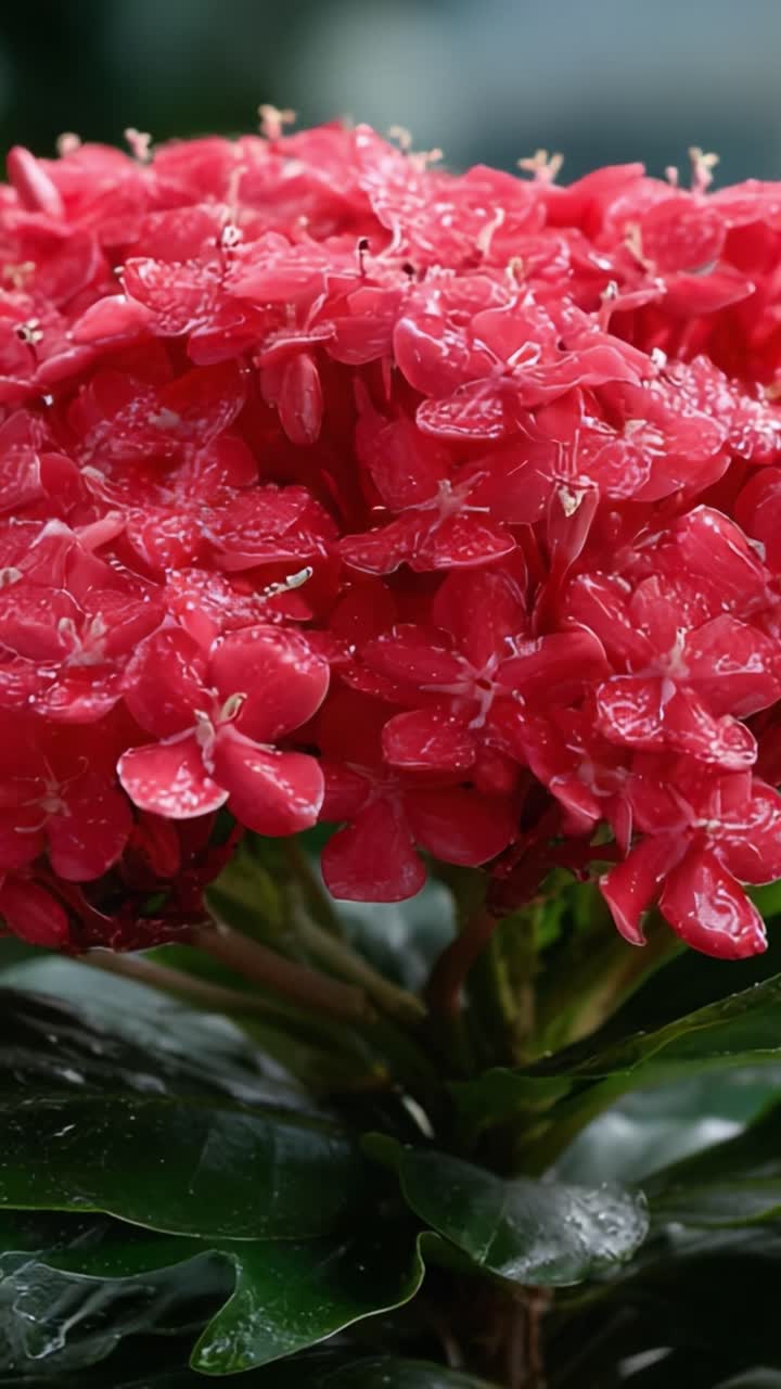Bunga Merah Cerah: Close-Up Flora yang Disentuh Embun Menampilkan Keindahan Alami dan Detail Rumit Bunga dalam Tanaman Hijau Subur