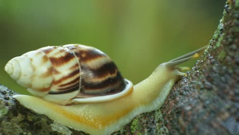 El-Caracol-Se-Aferra-Al-árbol-Del-Pan