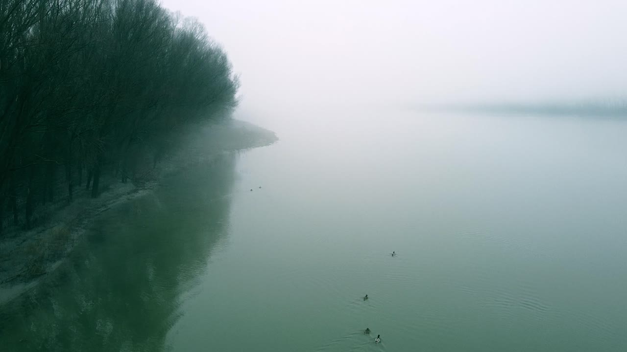 이른 아침 에 안개 가 가득 한 하늘 아래 조용 한 물 에서 수영 하는 오리 들 과 함께 안개 가 많은 강변