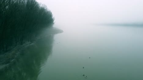 foggy riverbank with ducks swimming in calm waters under a misty sky in the early morning