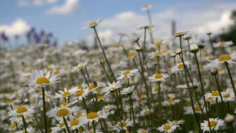 slow motion shot of wild bee flying through flowerbed of camomile blossom during sunlight in spring season