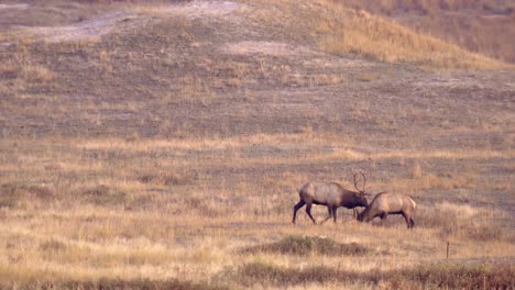 two elk in north american prairie