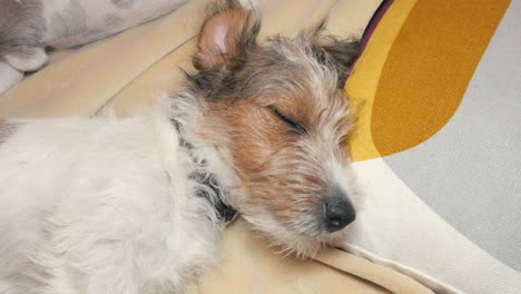 wire hair jack russell terrier naps on a yellow pillow in 4k