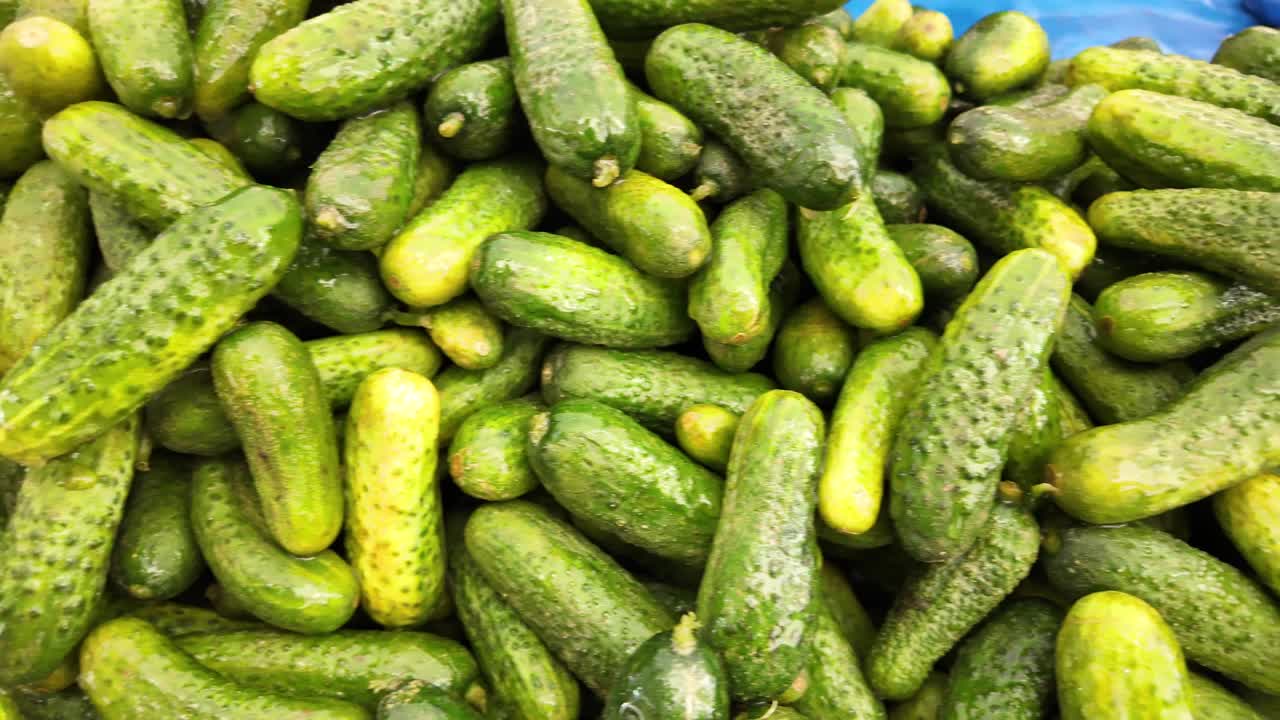 신선한 호박 한 어리