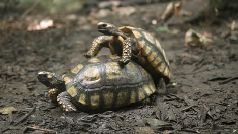 Pareja-De-Tortuga-Geochelone-Carbonaria-Copulando