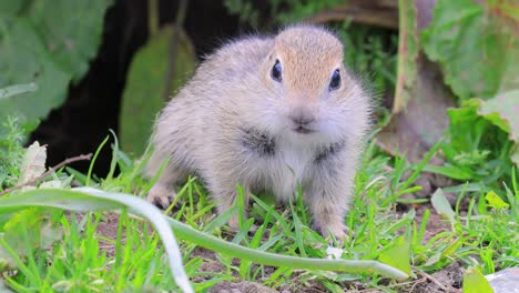 La-Ardilla-Terrestre-Del-Cáucaso-De-Montaña-O-La-Ardilla-Terrestre-De-Elbrus-(spermophilus-Musicus)-Es-Un-Roedor-Del-Género-De-Las-Ardillas-Terrestres.