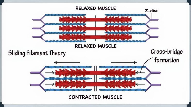 Diagramma della contrazione e del rilassamento muscolare