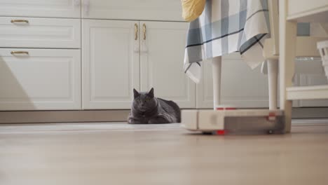 adult gray cat sitting next to a working robot vacuum cleaner, white robotic vacuum cleaner cleaning floor in the apartment.