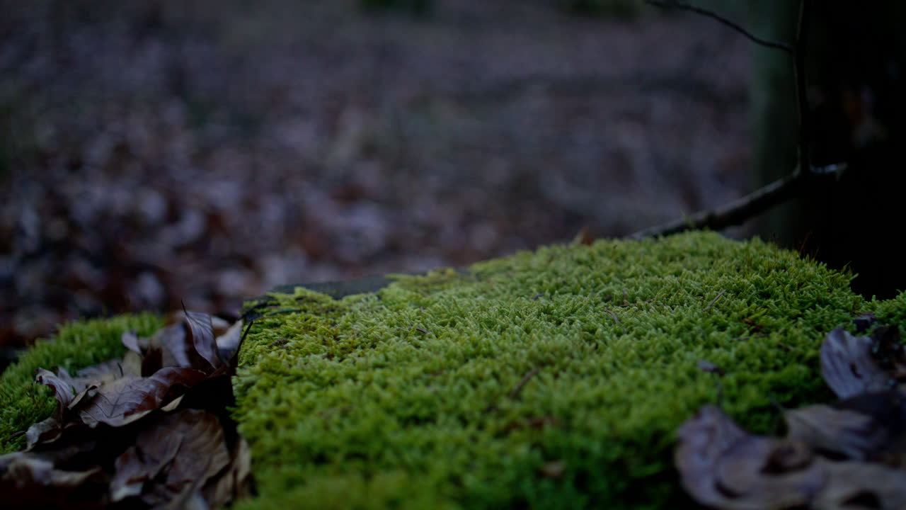 primer plano de musgo que crece en un árbol podrido en medio de un bosque