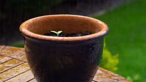 plántulas que crecen en la maceta de la planta de lluvia en el fondo borroso del jardín