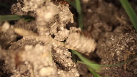 top down static shot of a disturbed fire ant mound, few blades of grass sticking out