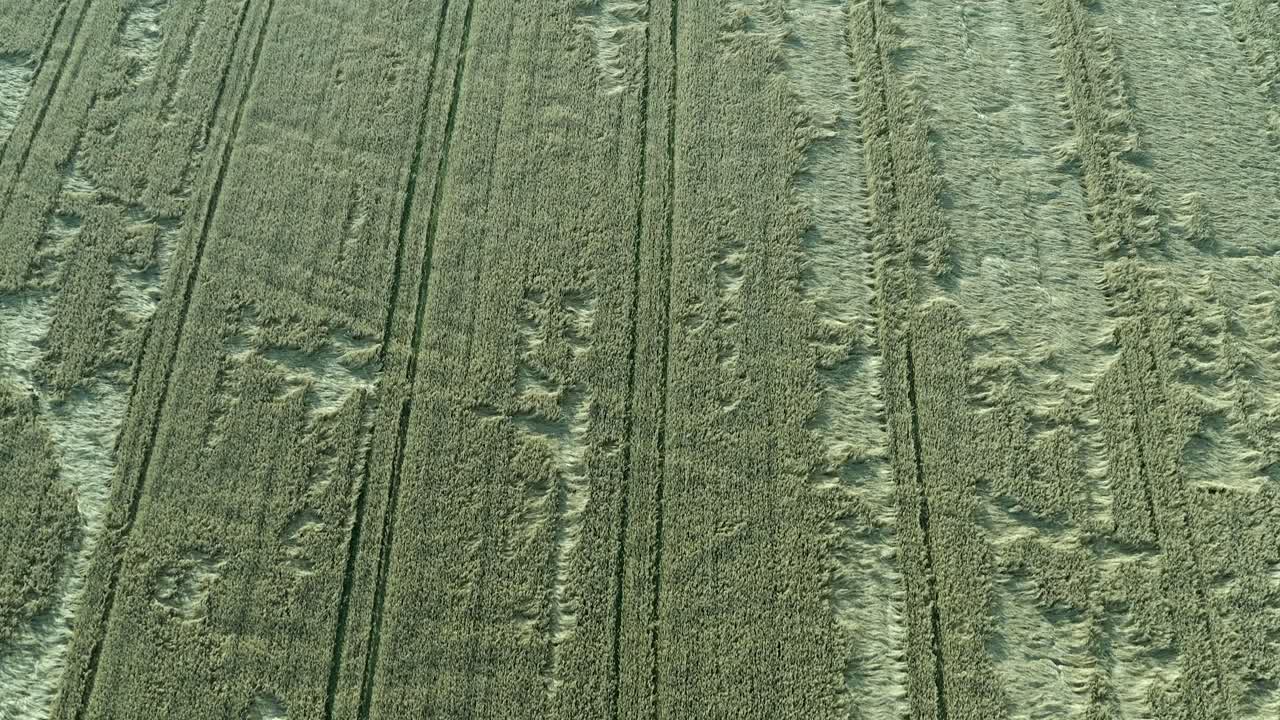 patrón aéreo de hileras heladas de cultivo de cereales tumbadas en el campo verde