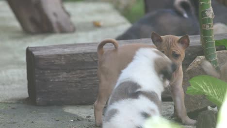 puppies plying with each others