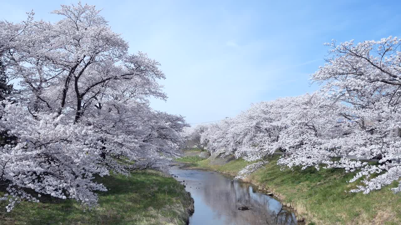 Veduta paesaggistica della foresta di alberi di sakura con un piccolo canale, in piena fioritura primaverile, sul fiume Kannonji a Fukushima - Stagione dell'Hanami - video 4K UHD