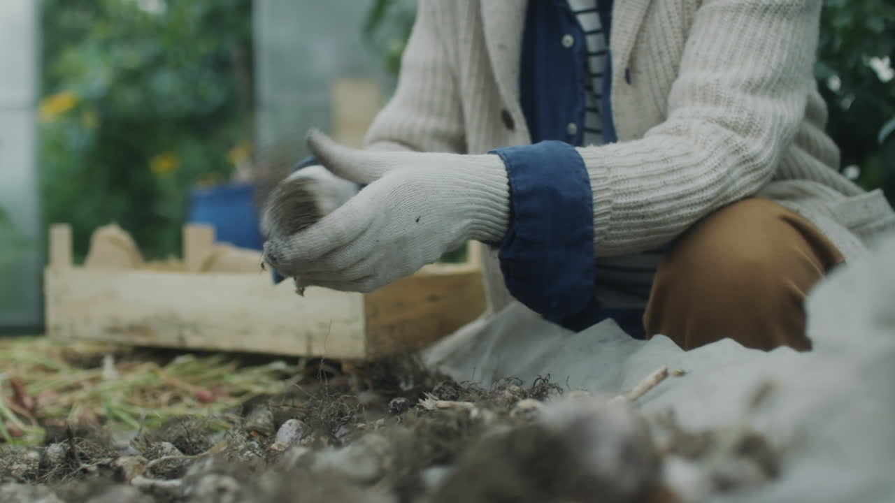 Person harvesting crops in a garden or greenhouse