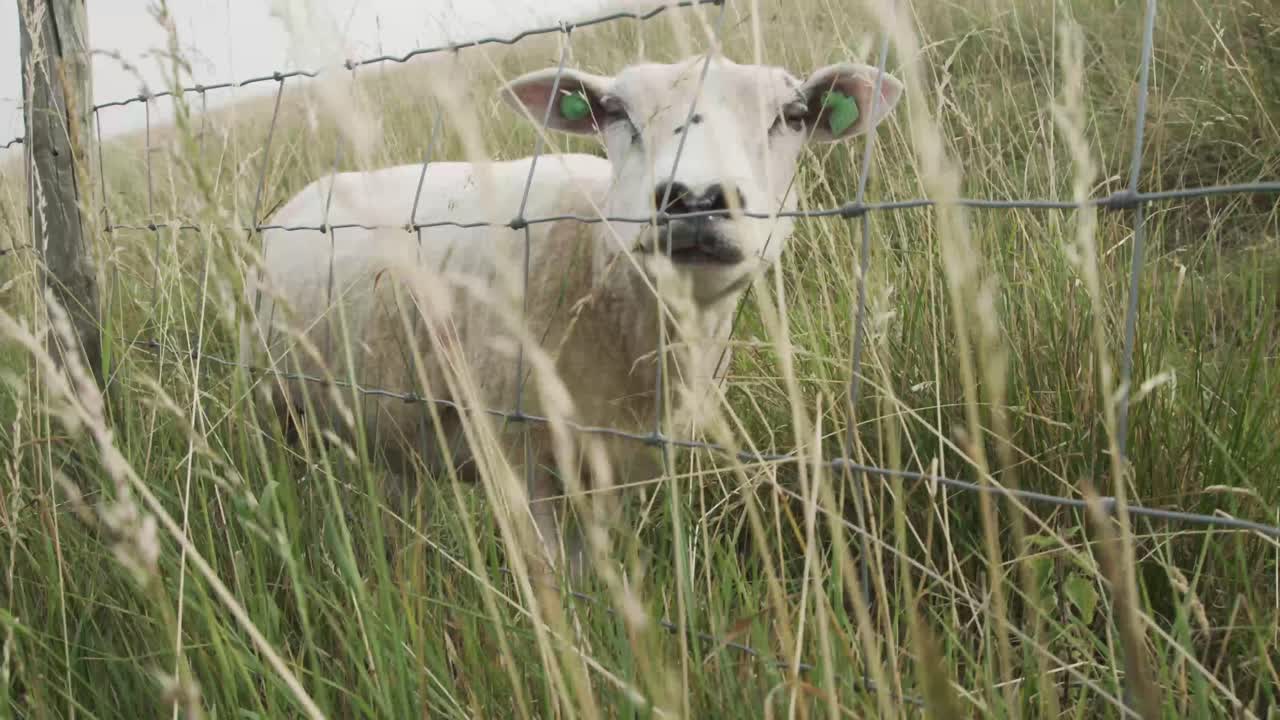 Shot of hungry sheep eating grass from a dike, Zeeland, Netherlands, 4K