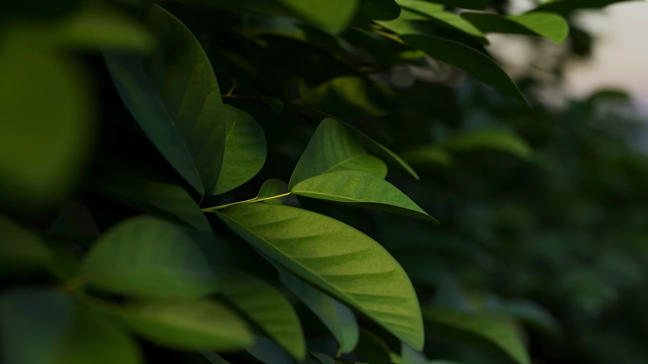 Folhas verdes exuberantes em close-up, luz cinematográfica do crepúsculo com bokeh suave, profundidade de campo rasa, brisa gentil.