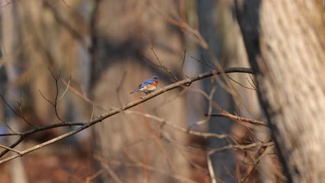 an environmental view of a male eastern bluebird perches on a branch of a tree