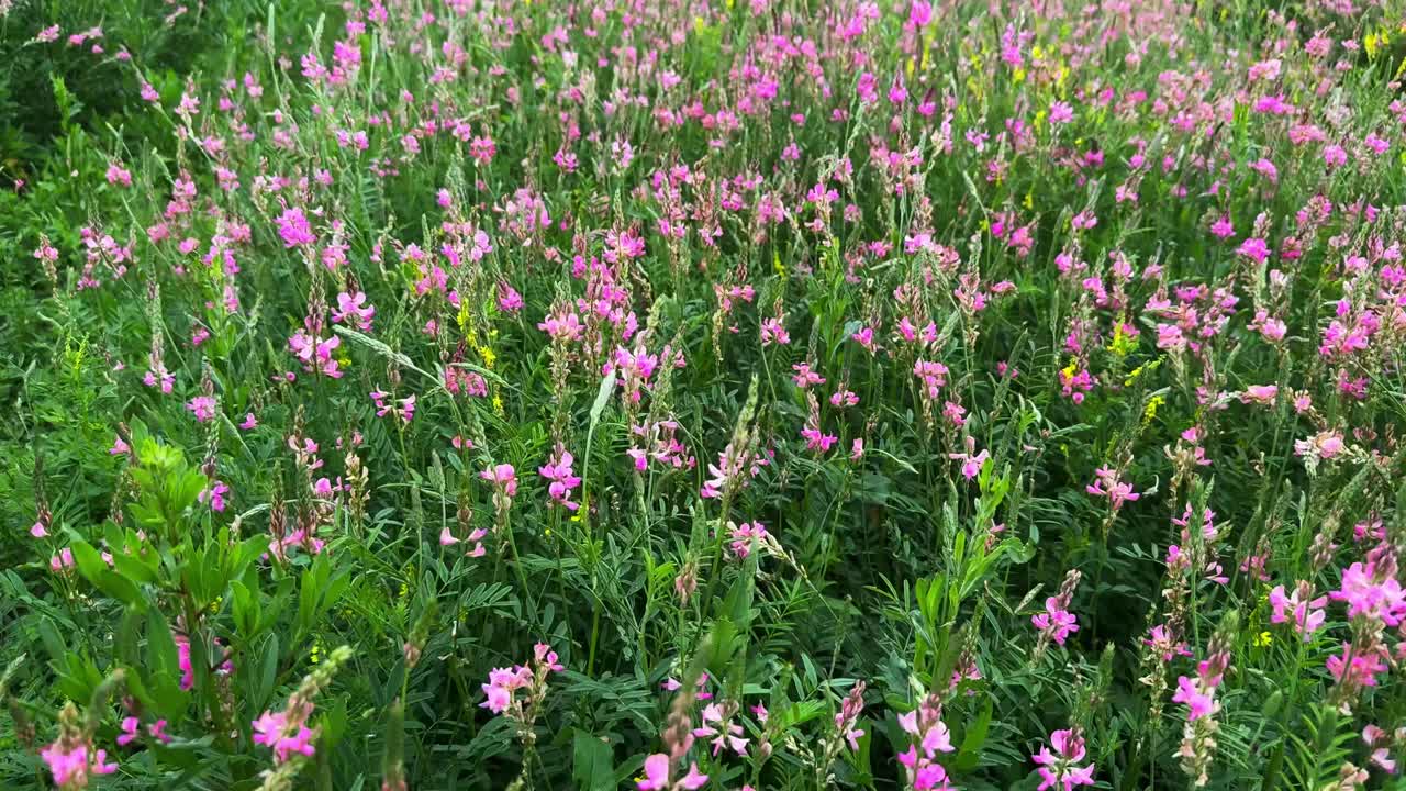Lush Pink Flower Meadow: A Vibrant Display of Nature's Beauty in Bloom with Lively Greenery Surrounding the Captivating Floral Paradise