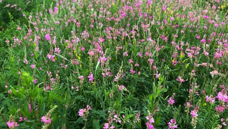 Lush Pink Flower Meadow: A Vibrant Display of Nature&#039;s Beauty in Bloom with Lively Greenery Surrounding the Captivating Floral Paradise