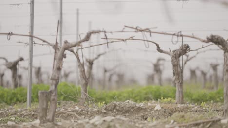 bare vines in a vineyard