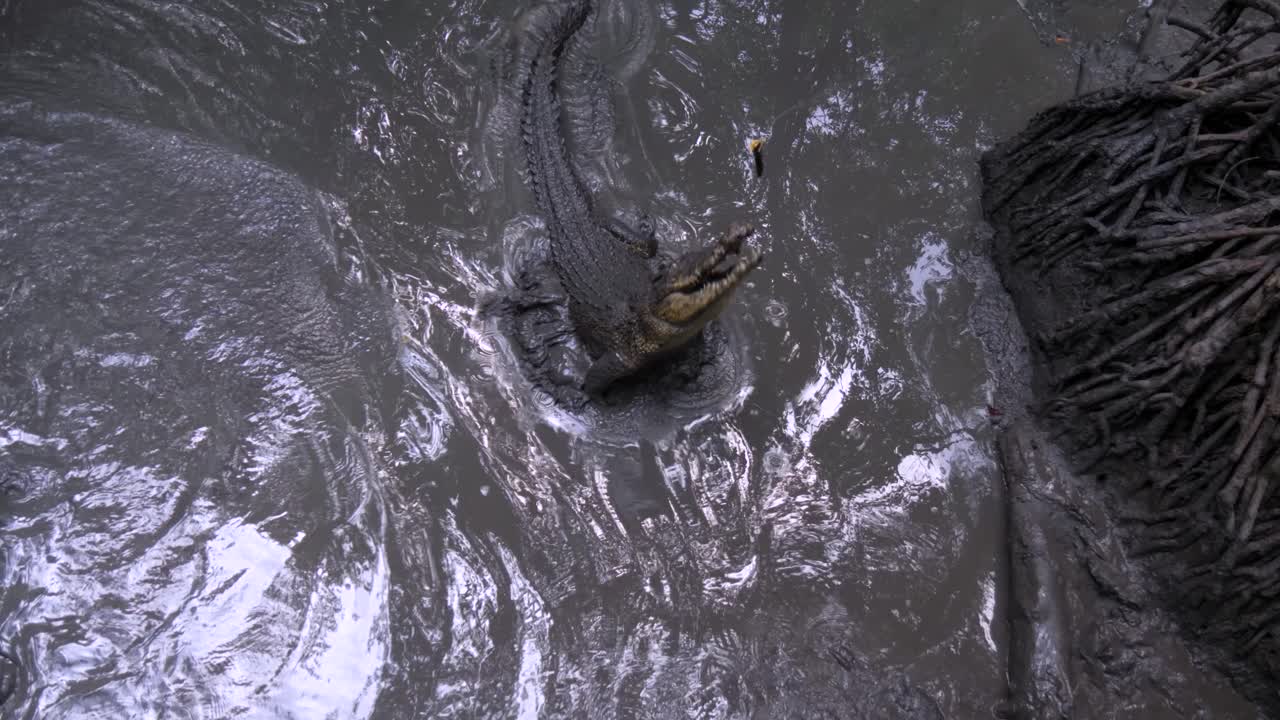 en aguas turbias, tranquilas como el vidrio, el cocodrilo se lanza pero pierde su tarea.
