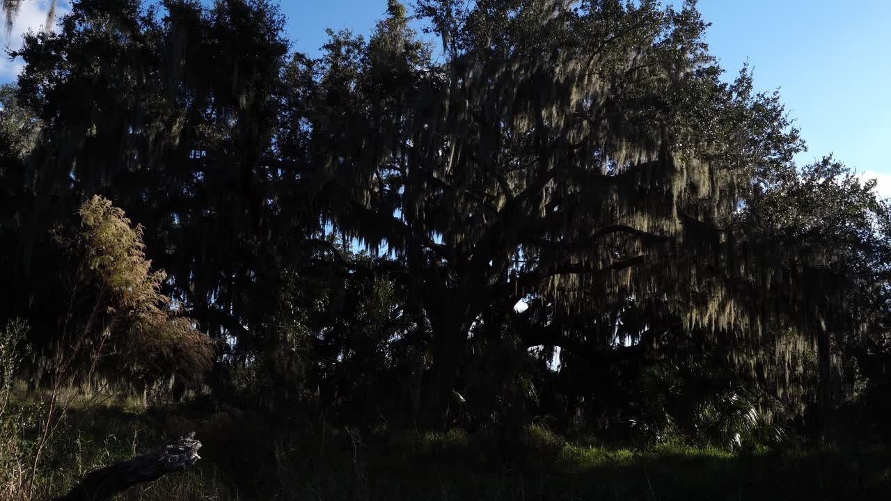 Un albero gigante colossale, enormemente alto e imponente, con innumerevoli rami che si estendono in ogni direzione. Crea una scena davvero mozzafiato contro il bellissimo cielo bluastro.