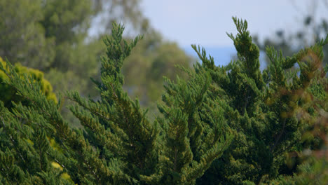 Red-tailed-Hawk-perched-on-a-tree-in-front-of-the-ocean-flies-away-in-Malibu,-California