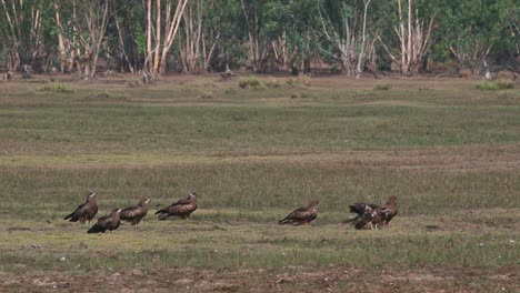 a flock basking under the morning sun on a grassland as others fly and some followed to fly to the right, black-eared kite milvus lineatus pak pli, nakhon nayok, thailand