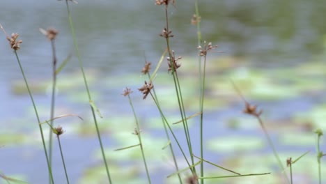 moving the focus from foreground reed grass to the beautiful lake in hire reservoir 60fps b roll clip in a cool calm and breezy weather condition