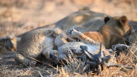 a close full body shot of two tiny lion cubs romping in the dry grass