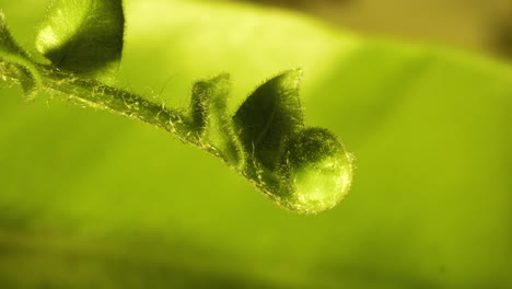 baby fern unfurl on vivid green background