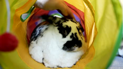 adorable bunny being pet in a tube